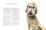 Die Gefühle der Tiere: Von eifersüchtigen Affen, ängstlichen Hunden und pfiffigen Ratten: Kinderbuch ab 8 Jahre mit fotorealistischen Illustrationen