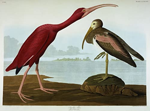 Tableau Ibis écarlate John Audubon impression d'art sur toile déco murale 60x90cm