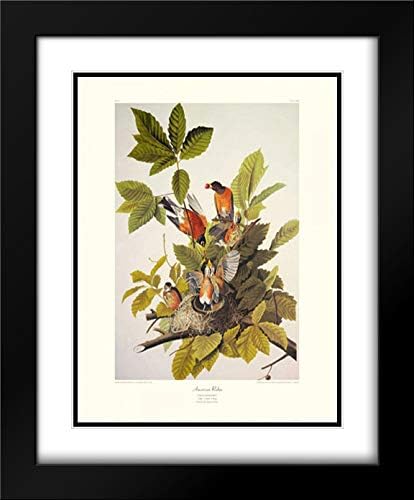 American Robin (decorative border) 20x24 Black Modern Frame and Double Matted Art Print by Audubon, John James