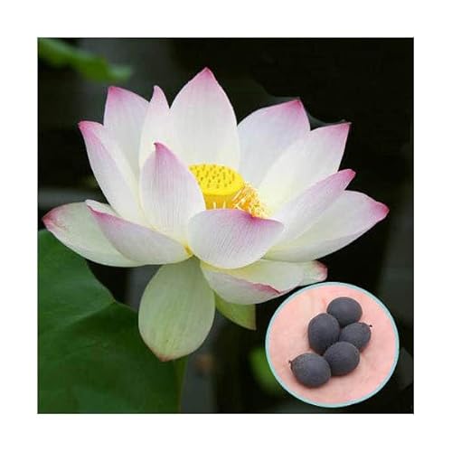 �ycharm�z�i�r�I�g�[�v�j�@ �n�X�̃^�l �i�T���j