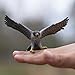 Safari Ltd. Peregrine Falcon Figurine - Detailed 3.75
