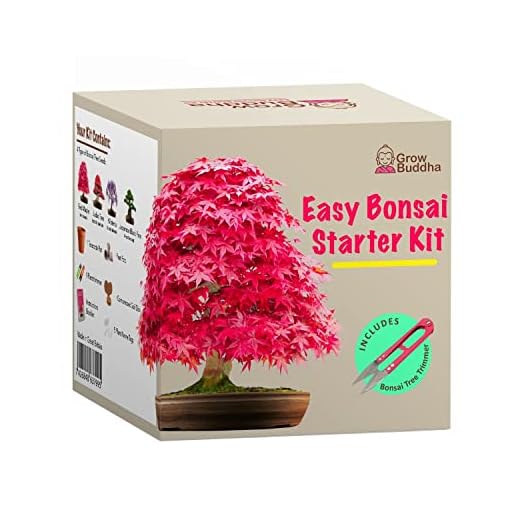 Köp din egen bonsai – bara upp fyra sorters bonsaiträd med vårt kompletta och startvänliga startfrö-set – presentset, unik presentidé