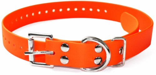 Educator 1-Inch Orange Dog Collar