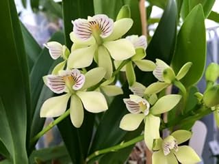 Orchid Encyclia Radiata Fragrant Plant Comes in a 4" Pot from Hawaii