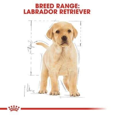 Royal Canin Labrador Junior Labrador-Futter für junge Labradore.
