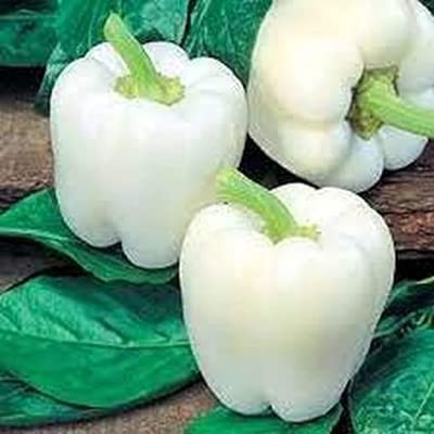 Green World White Capsicum For Kitchen Gardening (10 Seed (Pack Of 3)) (B0B86JGXNL) Amazon Price History, Amazon Price Tracker