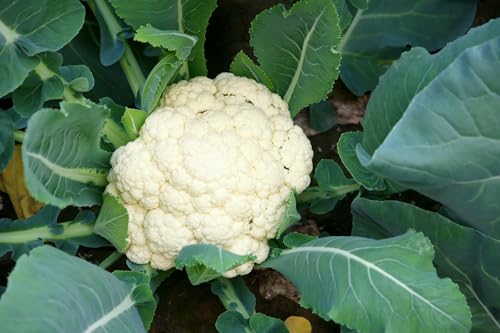Robinsons - Cauliflower - Flamenco F1-25 Seeds