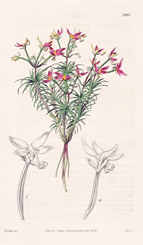 Stylidium Recurvum. Recurved Stylidium. Tab. 3913 - Australia Australien / Pflanze Planzen plant plants / flower flowers Blume Blumen / botanical Botanik botany / aus 