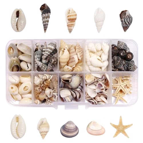 ElvenJoy 210 Pcs Small Sea Shells for Crafting Natural Seashell Decorations Including Starfish and Conch Shells Assorted Craft Shells for Bracelets Vase Fillers and DIY Home Decor