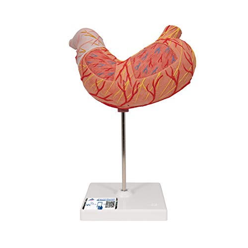 Image of 3B Scientific K15 Stomach Model - 3B Smart Anatomy