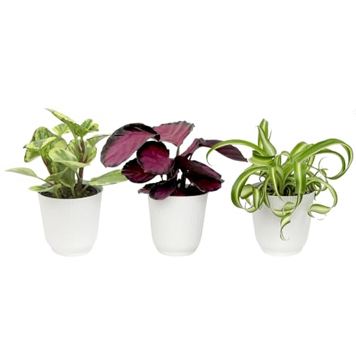 Pet Friendly House Plant Decor 3-Pack, Dog & Cat Safe Plants in 4' White Pots for Home & Office, Grower's Choice Live Houseplants, Approx. 9' Tall, Peperomia, Calathea & More by Plants for Pets