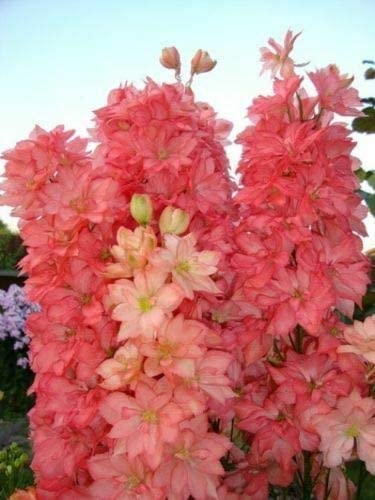 25 Seed of Delphinium Salmon King - Spring & Autumn Sow