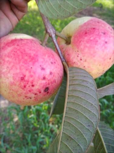 Cloud Farm Air Layered Allahabad Safeda Guava Live Plant[CF384] (B09VDHHT8P) Amazon Price History, Amazon Price Tracker