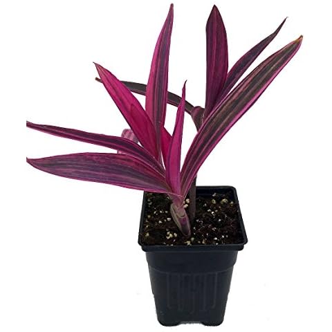 Variegated Purple Heart Plant - Setcreasea - Indoors or Out - Easy - 4" Pot Cover