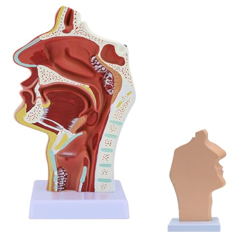 Modèle de pathologie ENT de taille réelle AMITD avec polypes et amygdalite - 2