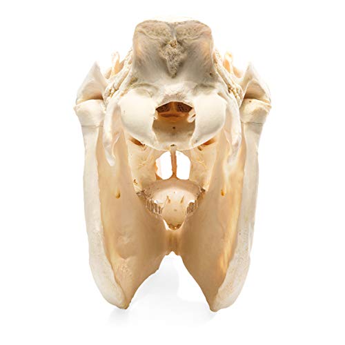 Image of 3B Scientific GmbH T300171 Horse Skull