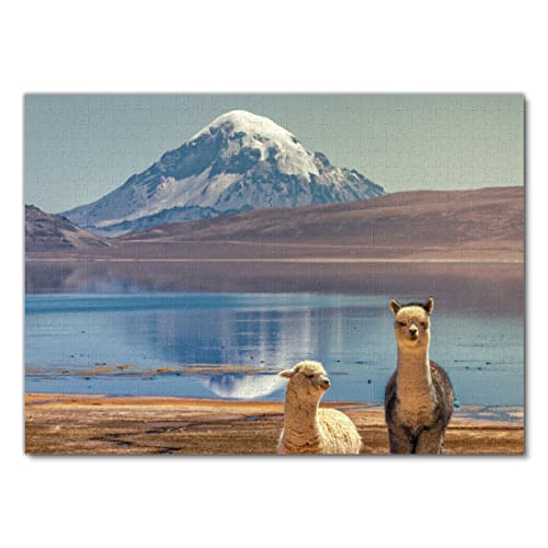 Lais Puzzle Alpaca (Vicugna Pacos) al pascolo