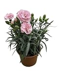 MUNTRADE Clavel Carnelia Planta Natural de Exterior - Maceta de 12 cm - Claveles Rosa Suave en macetas para Jardín