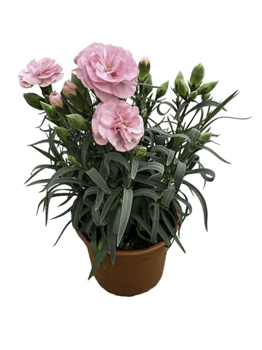 MUNTRADE Clavel Carnelia Planta Natural de Exterior - Maceta de 12 cm - Claveles Rosa Suave en macetas para Jardín