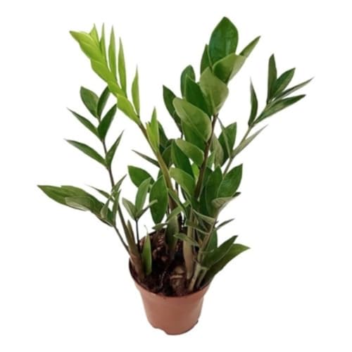 Muda Mini Zamioculca Zamio Zimba Planta Da Fortuna Com Vaso