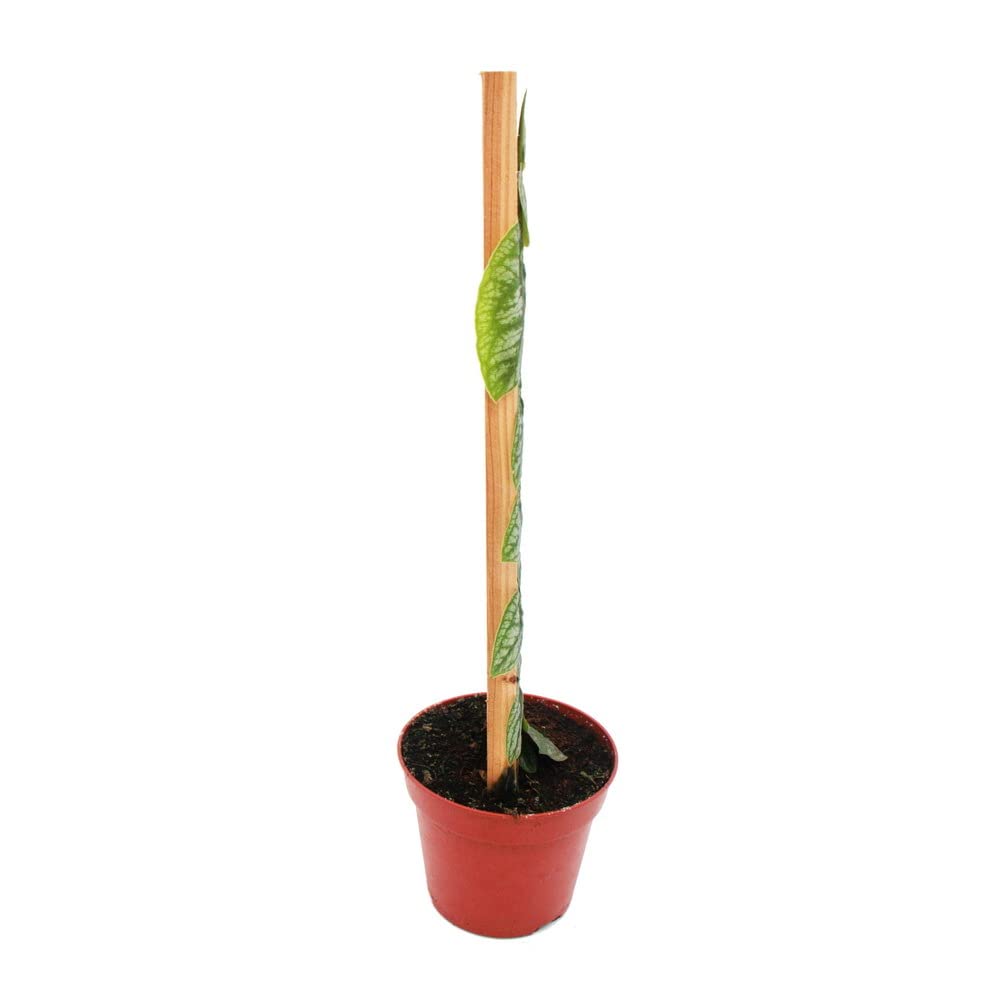 Exotenherz - Monstera dubia am Brett - Rarität - zweidimensionales Fensterblatt - 14cm Topf
