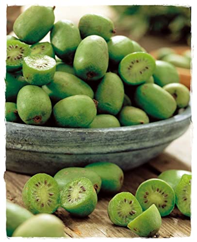 Plante de KIWI ARGUTA 'Issai' Plante autofertile - en pot Ø 14 cm - H 50 cm