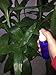 6PCS Spray Bottles 2 Ounces Small Blue Empty Bottles Plastic Mist Spray Bottle For DIY Home PlantsAromatherapy Beauty Care
