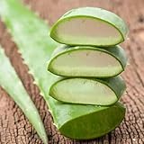 semillas - comprar aloe vera resistente, aloe vera orgánico Mezcla, resistentes en macetas 130pcs