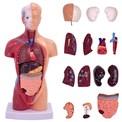 TAZZOR Modelo Anatómico de 15 Piezas 28cm - Cráneo, Cerebro, Torso y Órganos Internos - Modelo de Montaje Anatómico 4D de los Órganos Humanos, Muñeca de Anatomía Corporal para Estudios y Enseñanza