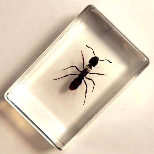 Image of 44mm Real Tropical Giant Ant in Crystal Clear Lucite Resin Specimen Preserved Pseudoneoponera Rufipes Insect Taxidermy Crafts Collection for Biology Science Education Desk Ornament Display Supplies