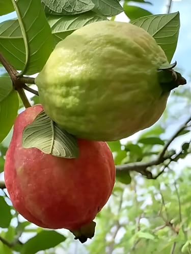 Image of Red Guava Hybrid Live Plant, All Seasons Sweet Fruit Tree for Home Garden, Height 30-60 cm, Indoor Outdoor
