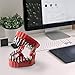 Denture braces, magnetic dental bed with 28PCS braces storage box, screwdriver braces ornament Suitable for 1/4 inch hexagonal braces and drive braces adapter with T crutch ratchet screwdriver (Red)