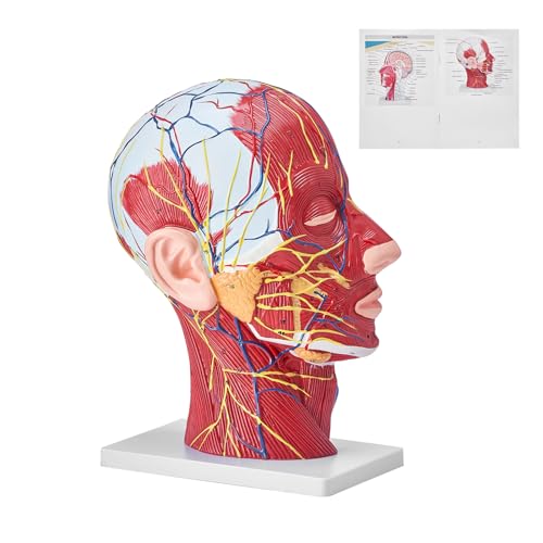 VEVOR Human Half Head Superficial Neurovascular Model with Musculature ...
