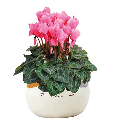 Ԃ̃Mtg VN Mtg v[g  A  a 5 sN OєL L