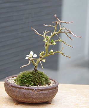 Amazon｜【冬は落葉します】年に数回可憐な花が楽しめます【白長寿梅 
