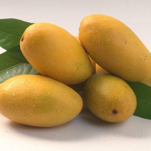 Image of Premium Dasheri Mango Plant Grafted 2-3 Feet Height - Fresh And Healthy Fruit Tree For Home Garden PB 32
