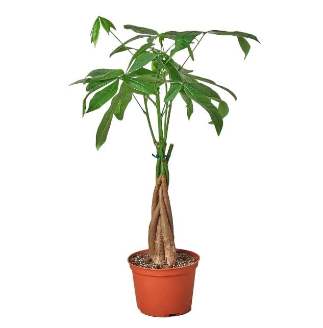 Árbol Natural de Interior Pachira Aquatica Planta de Riego Moderado