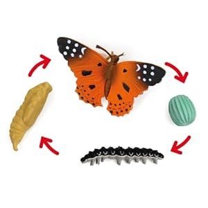 TimeTEX Distelfalter Lebenszyklus-Set 4 Modelle