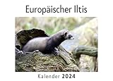 bilder iltis natur  Europäischer Iltis (Wandkalender 2024, Kalender DIN A4 quer, Monatskalender im Querformat mit Kalendarium, Das perfekte Geschenk)