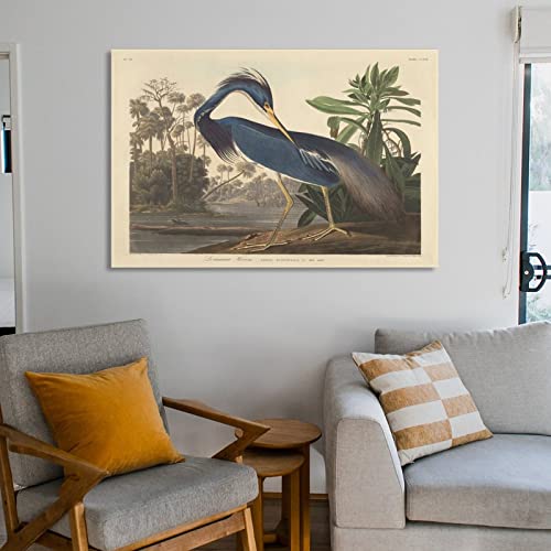 Animal Posters Louisiana Heron By John James Audubon Wall Art Paintings Canvas Wall Decor Home Decor Living Room Decor Aesthetic 24X36Inch(60X90Cm) Frame-Style #TOP5