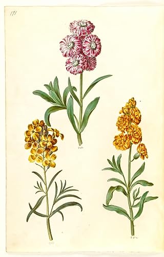 Cuadro de Matthiola Incana por Simon Holtzbecker Lienzo 60x90cm