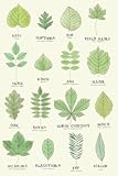 Leaf Identification Chart Notebook: Journal Notebook For Adults And Kids, Diary Journal for Writing, Students and Teachers, (120 Pages 6' x9')