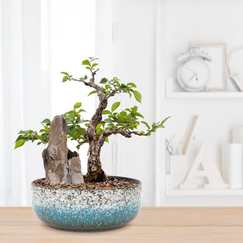 kilolfy Bonsai Planter Succulent 2pc Pots 6.5" (16.5cm) 8.5"(21.5cm) Glazed Ceramic Container - 5