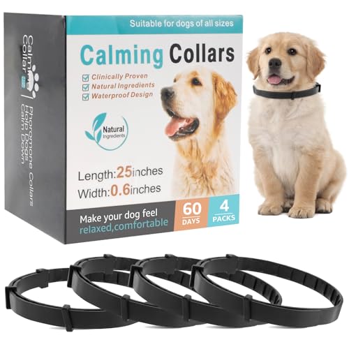 anxiety relief for dogs