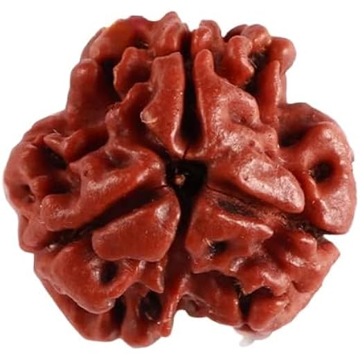 3 Mukhi Rudraksha Nepali Certified