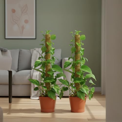 Image of CINAGRO 3ft Natural Coir Moss Stick for Plant Support, Set of 2, Grass Pole | Aesthetic Garden Decor for Climbing Plant, Eco-Friendly, Biodegradable