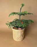 araucaria araucana en pot No Araucaria heterophylla  Plantas Naturales Exterior  Pur Plant