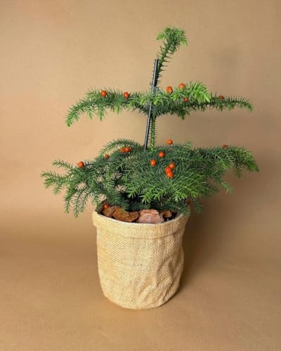 Araucaria heterophylla | Plantas Naturales Exterior | Pur Plant