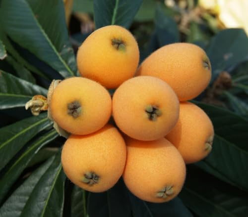 1 Potted Golden Loquat Tree Live Plant Sweet Loquats Plant Yellow Plum Tree White Flowers 1.5-2.5 Ft Gal Pot