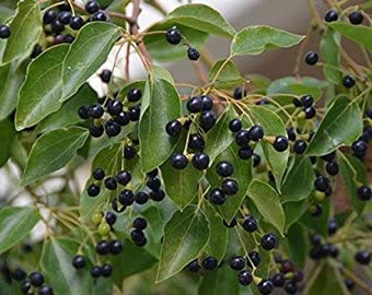 Mphmi Live Plant Nursery NCR Cinnamomum camphora, Kapur - Plant (B0BXHXPHF1) Amazon Price History, Amazon Price Tracker